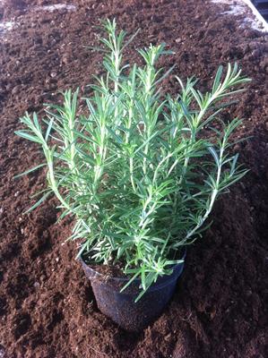 Rosmarinus Officinalis