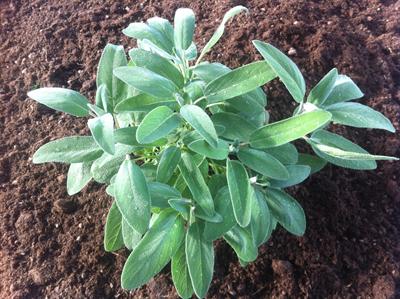 Salvia Officinalis