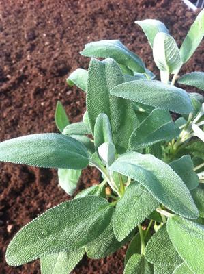 Salvia Officinalis - particolare 