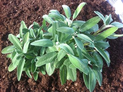 Salvia Officinalis