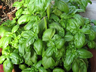Basilico 3