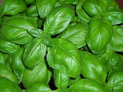 Basilico