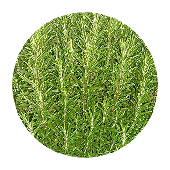 Piante Aromatiche Albenga